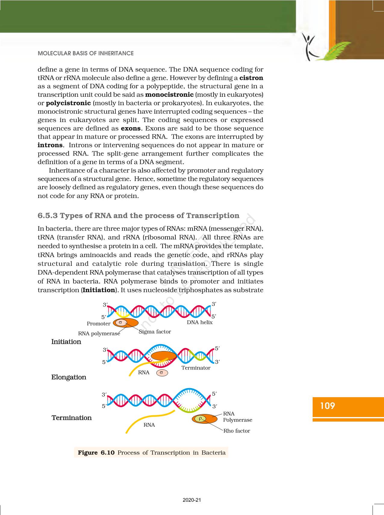 Molecular Basis Of Inheritance Ncert Book Of Class Biology